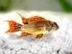 poisson Apistogramma cacatuoides (2)