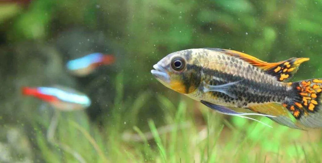 poisson Apistogramma cacatuoides (3)