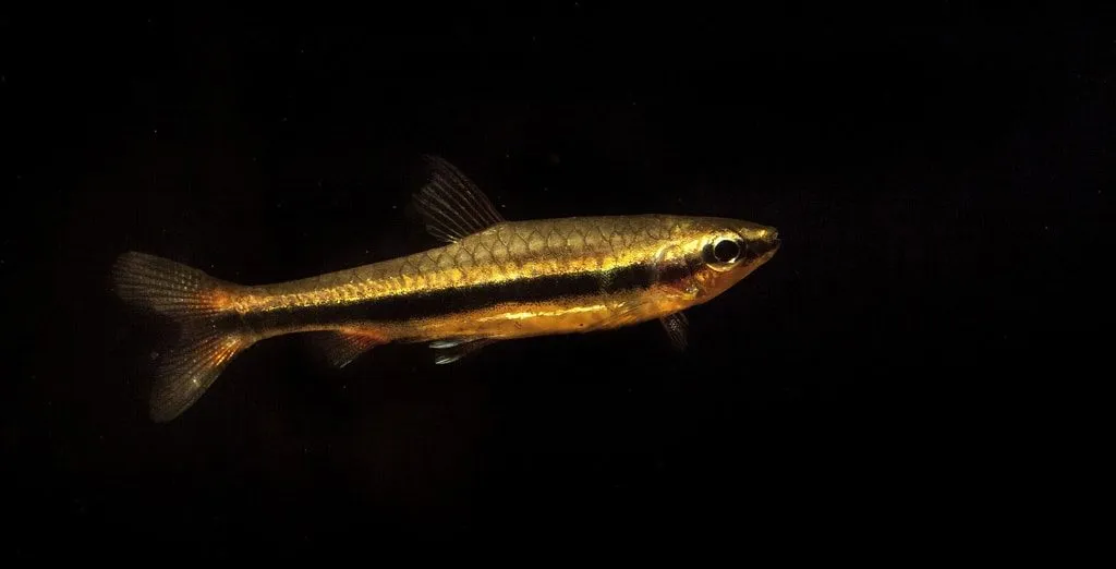 poisson crayon doré (1)