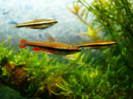 poisson crayon doré (4)