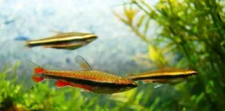 poisson crayon doré (4)