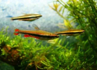 poisson crayon doré (4)