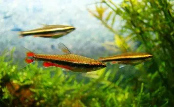 poisson crayon doré (4)