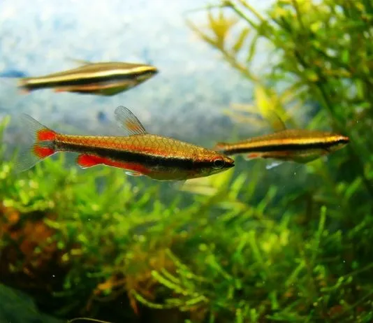 poisson crayon doré (4)