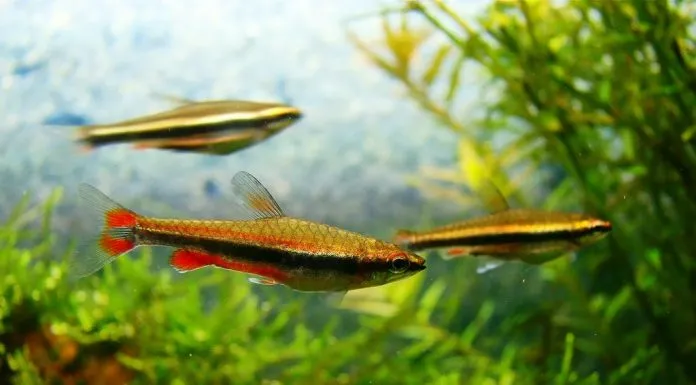 poisson crayon doré (4)