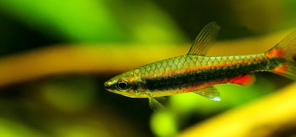 poisson crayon doré (5)