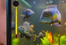 Comment installer son premier aquarium poisson dans un aquaium (2)