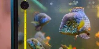 poisson dans un aquaium (2)