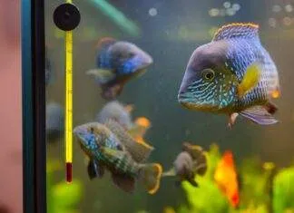 poisson dans un aquaium (2)