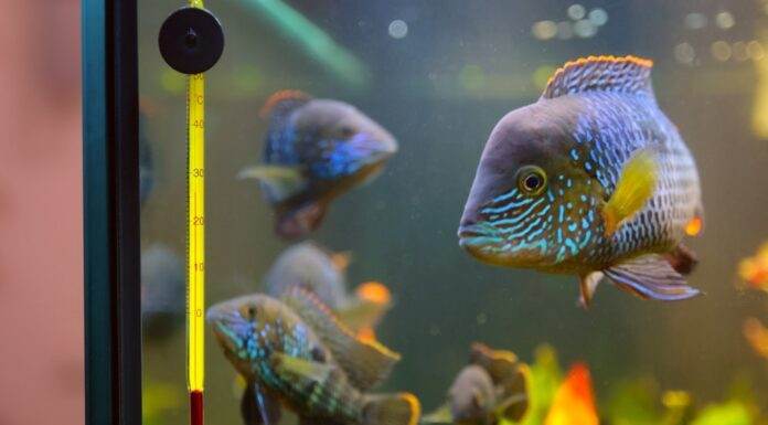 poisson dans un aquaium (2)