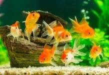 La démarche diagnostique en aquariophilie poisson rouge malade