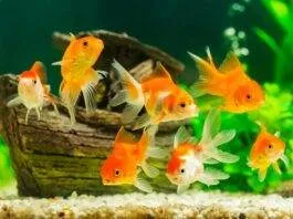 poisson rouge malade