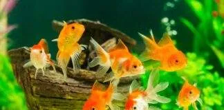 poisson rouge malade