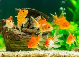 poisson rouge malade