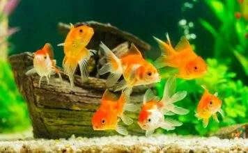 La démarche diagnostique en aquariophilie poisson rouge malade