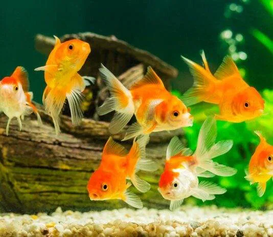 poisson rouge malade