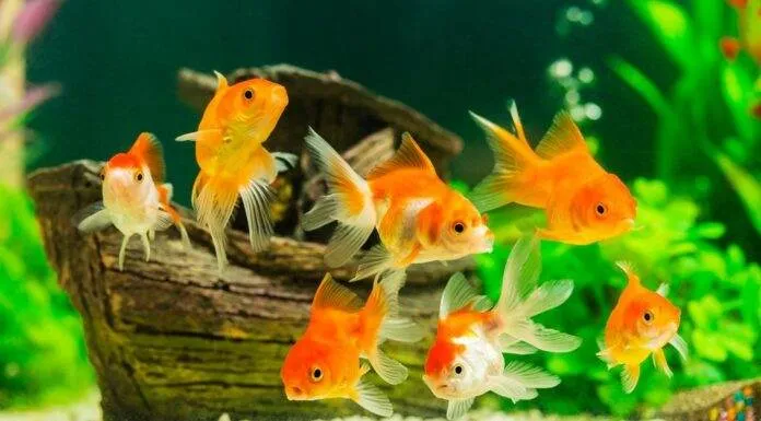 La démarche diagnostique en aquariophilie poisson rouge malade