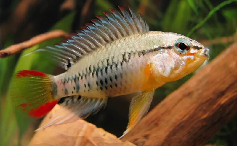 Apisto à gorge noire (1)