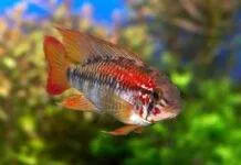 Apisto à gorge noire (2)