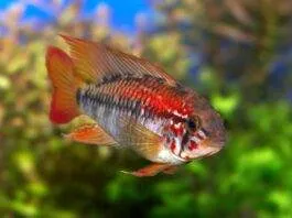 Apisto à gorge noire (2)