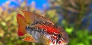 Apisto à gorge noire (2)