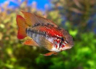 Apisto à gorge noire (2)