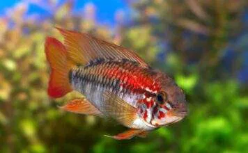 Apisto à gorge noire (2)