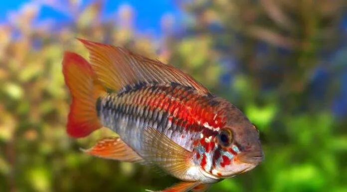 Apisto à gorge noire (2)