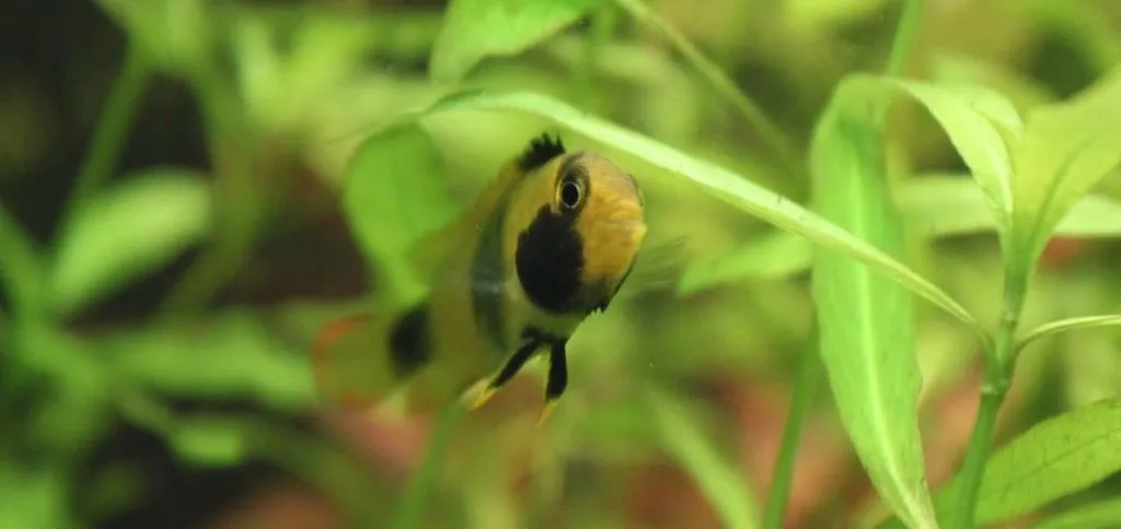 Apistogramma nijsseni