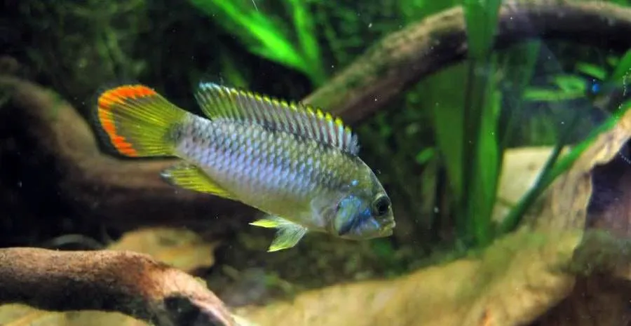 Apistogramma nijsseni (2)