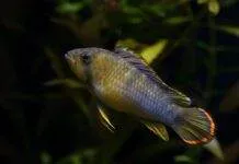 Apistogramma nijsseni panda