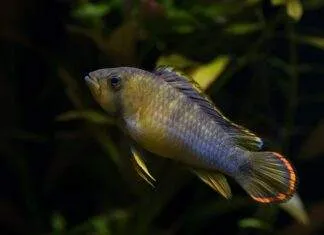 Apistogramma nijsseni panda