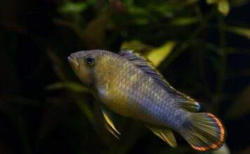Fiche du poisson Apistogramma nijsseni (Cichlidé Panda) Apistogramma nijsseni panda