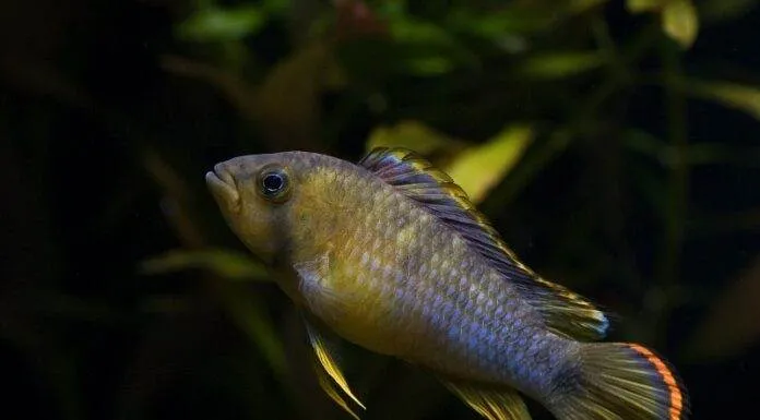 Fiche du poisson Apistogramma nijsseni (Cichlidé Panda) Apistogramma nijsseni panda