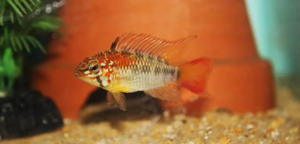 Apistogramma viejita (1)
