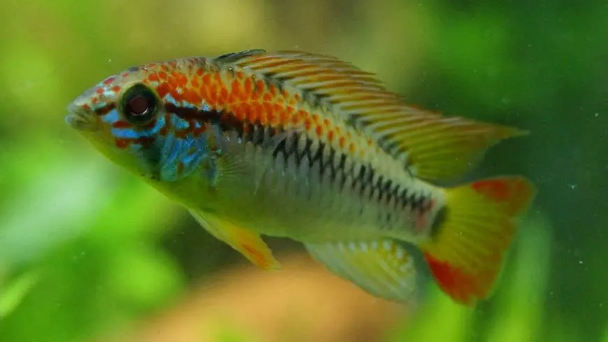 Apistogramma viejita (2)