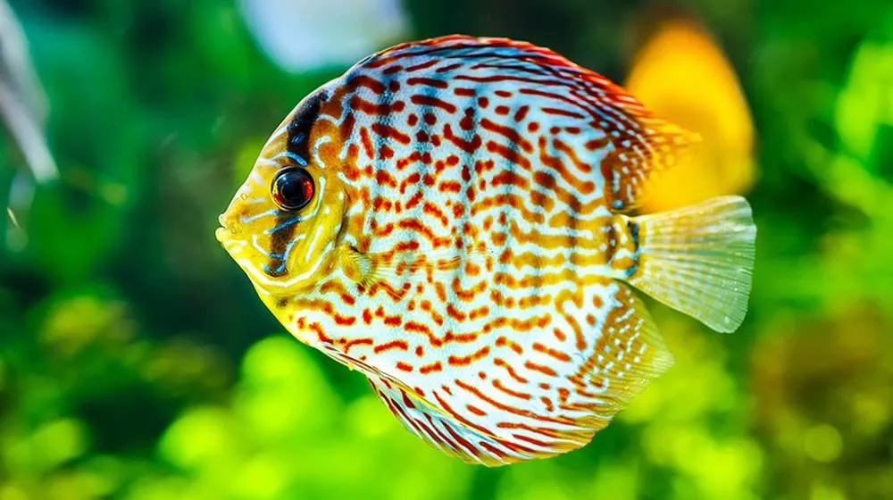 Comment choisir ses discus