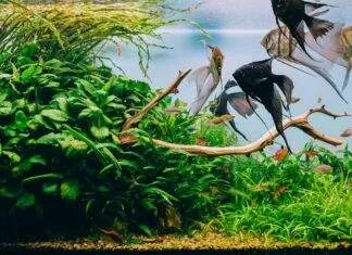 Comment refroidir l'aquarium