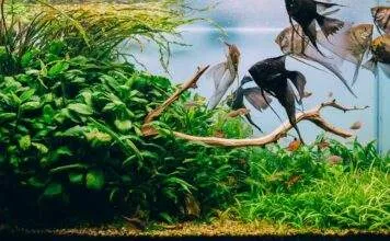 Comment refroidir l’aquarium ? toutes les différentes solutions Comment refroidir l'aquarium