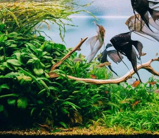 Comment refroidir l'aquarium