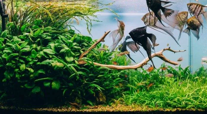 Comment refroidir l'aquarium