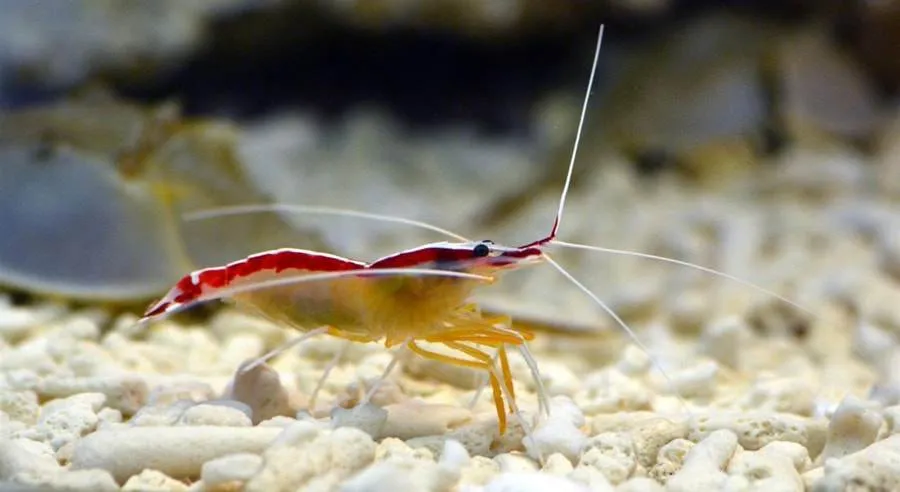 Crevettes d'un bac récifal