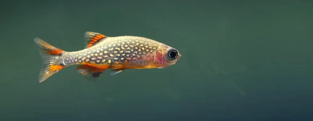 Danio margaritatus