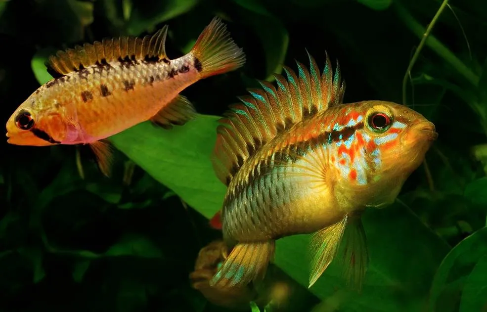 Dimorphisme du poisson Apistogramma viejita (2)