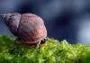 Escargots d'un bac récifal