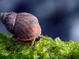 Escargots d'un bac récifal