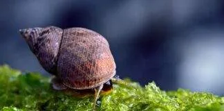 Escargots d'un bac récifal