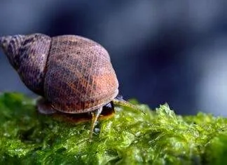 Escargots d'un bac récifal