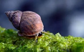 Les détritivores : premiers et indispensables habitants d’un bac récifal Escargots d'un bac récifal