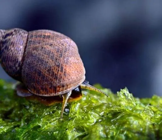 Escargots d'un bac récifal
